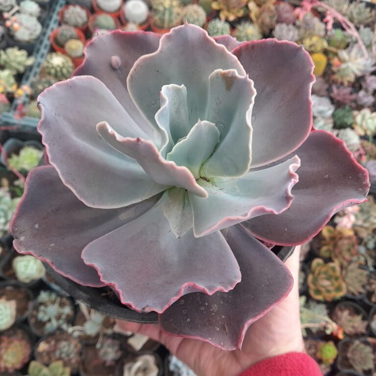 Echeveria Gibbiflora Noir
