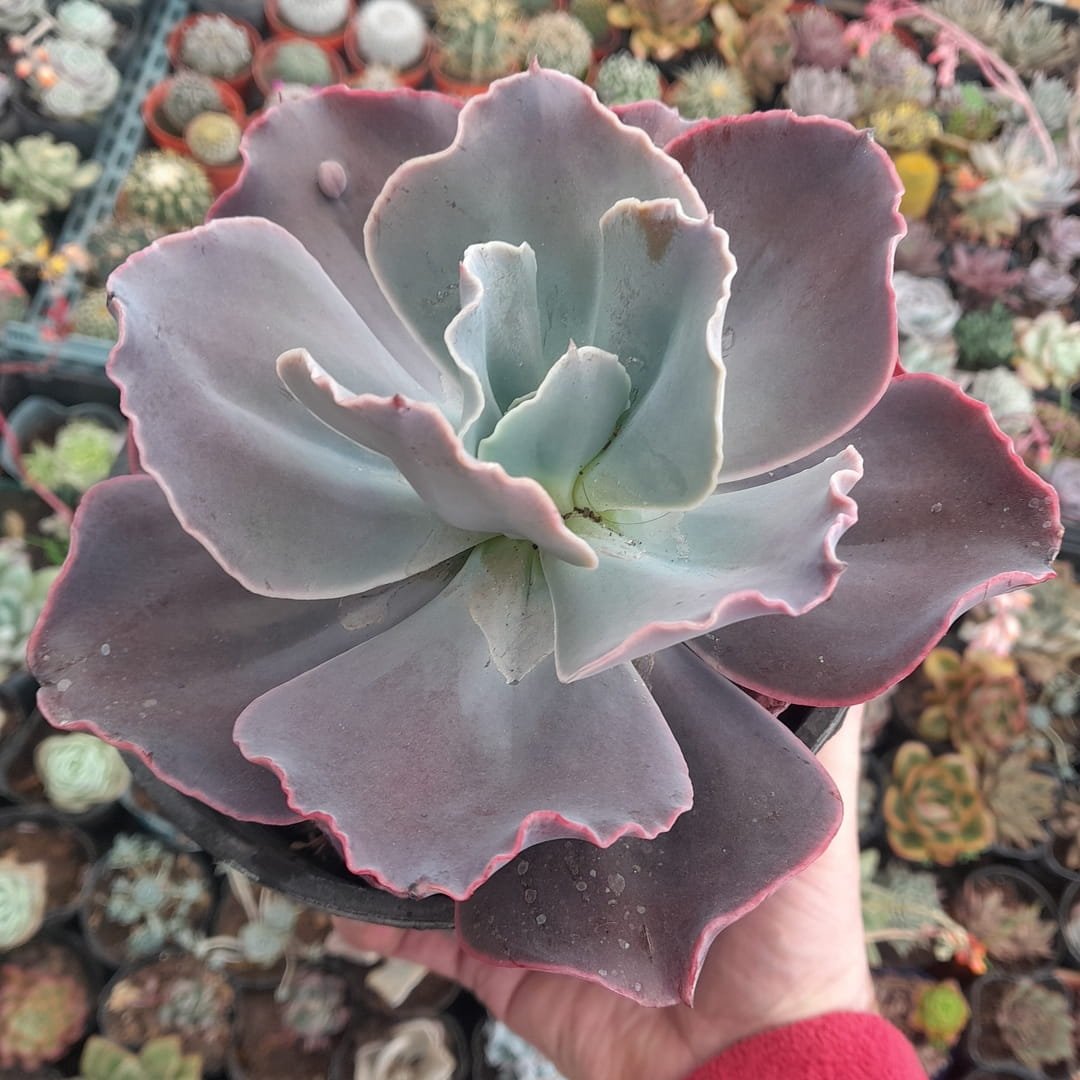 Echeveria Gibbiflora Noir