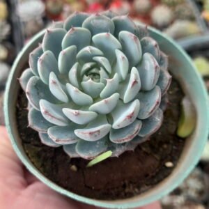 Echeveria globulosa
