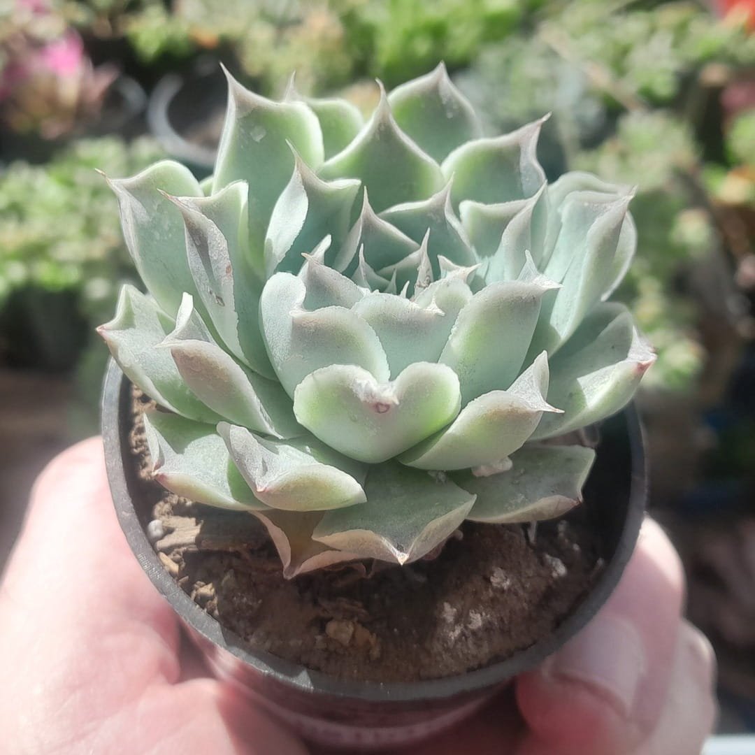 Echeveria halbingeri