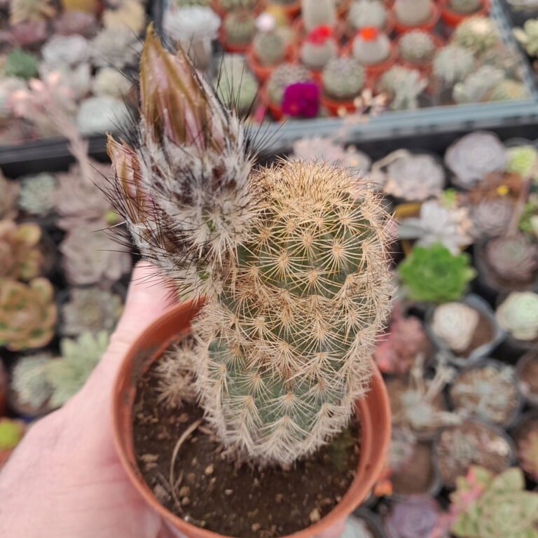 Echinocereus Reichenbachii
