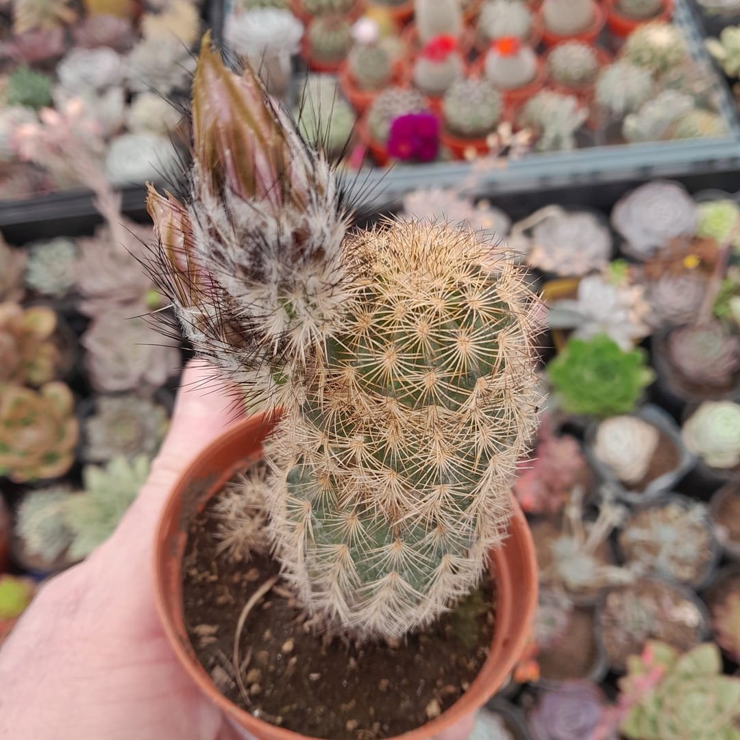 Echinocereus Reichenbachii