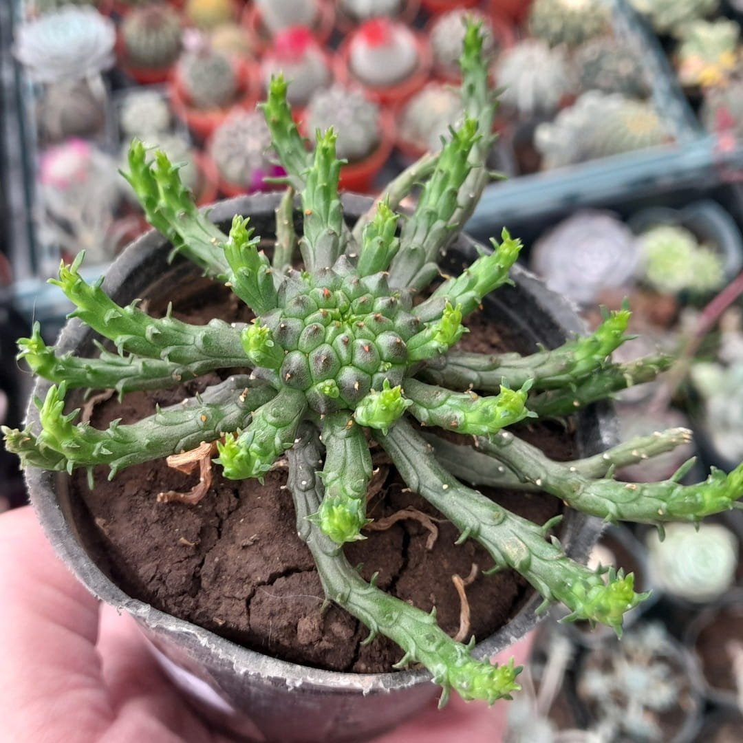 Euphorbia Flanaganii