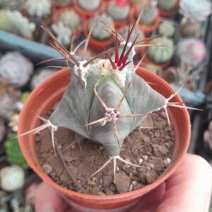 Ferocactus emoryi