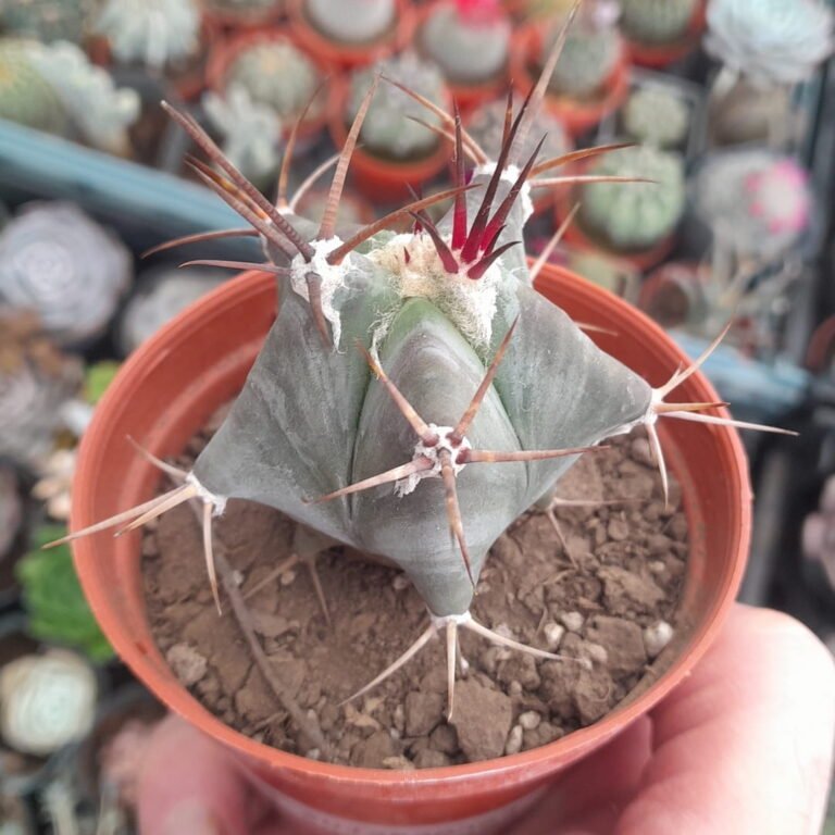 Ferocactus emoryi