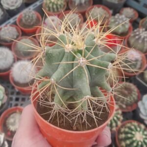 Ferocactus glaucescens