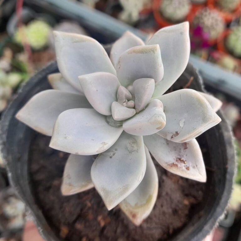 Graptoveria Fantome