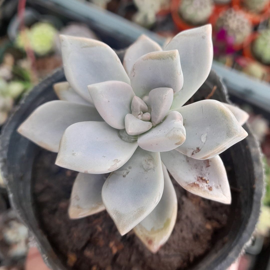 Graptoveria Fantome