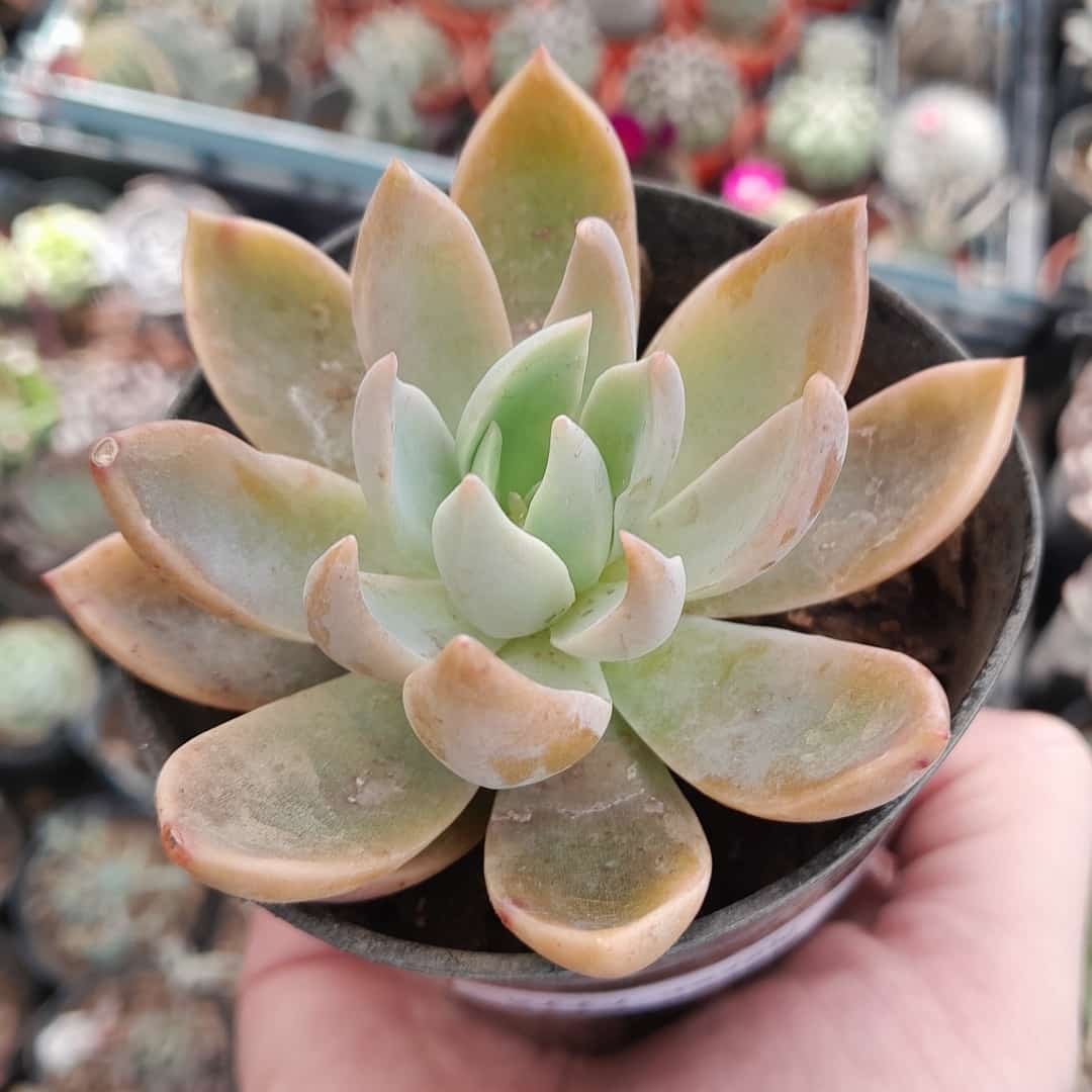 Graptoveria Water Lily