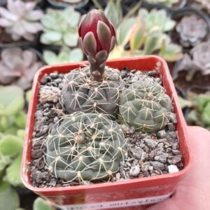 Gymnocalycium baldianum
