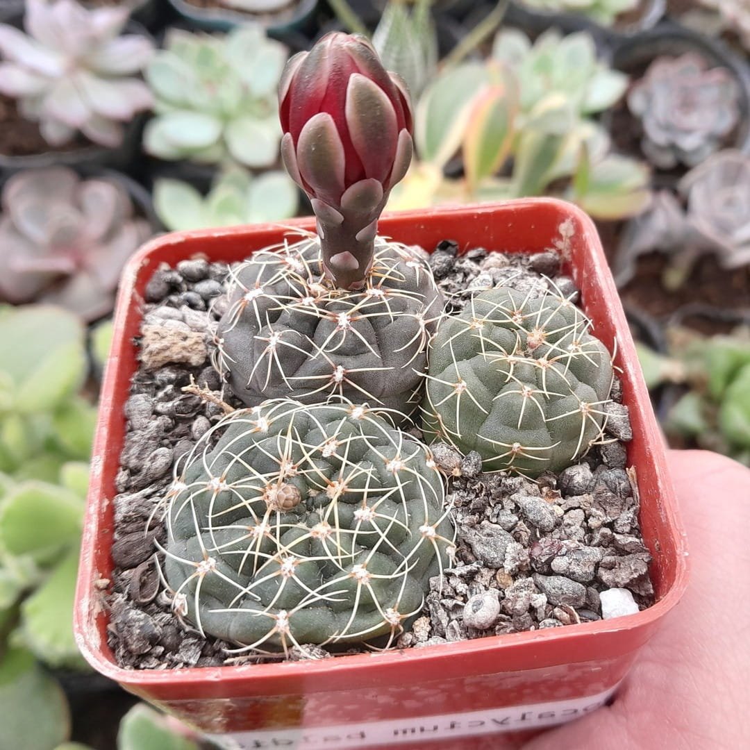 Gymnocalycium baldianum