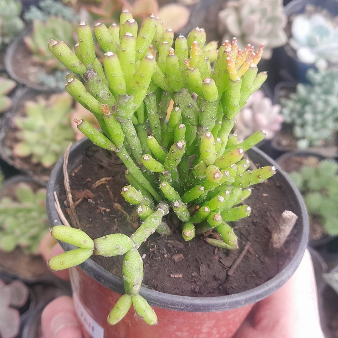 Hatiora salicornioides