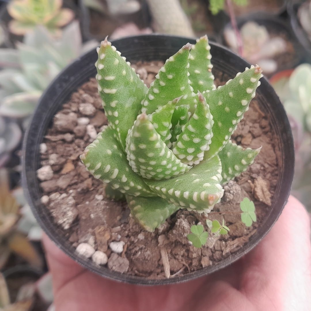Haworthia Big Band