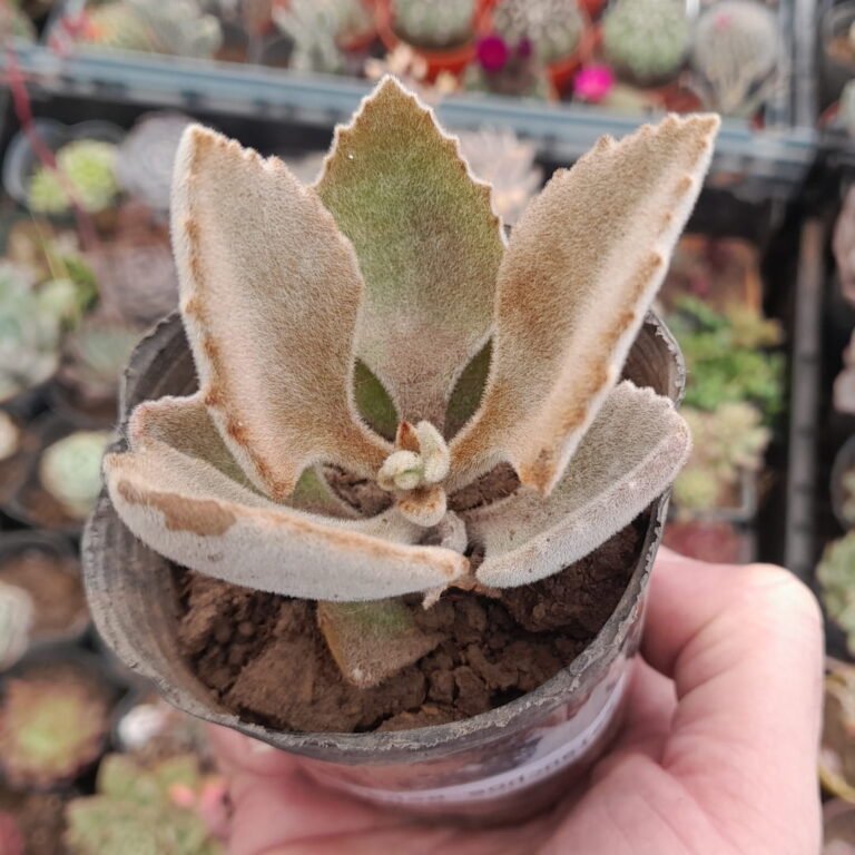 Kalanchoe Beharensis Fang