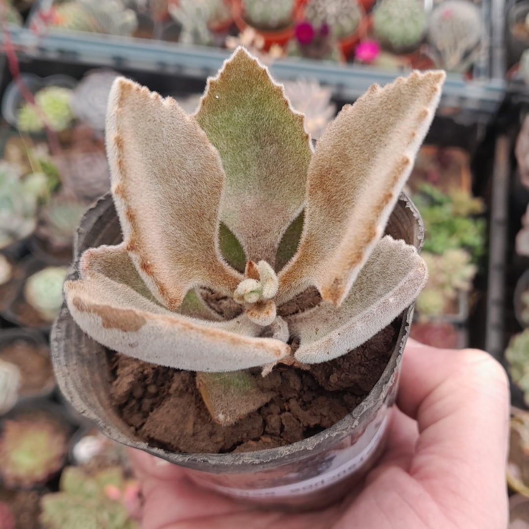 Kalanchoe Beharensis Fang
