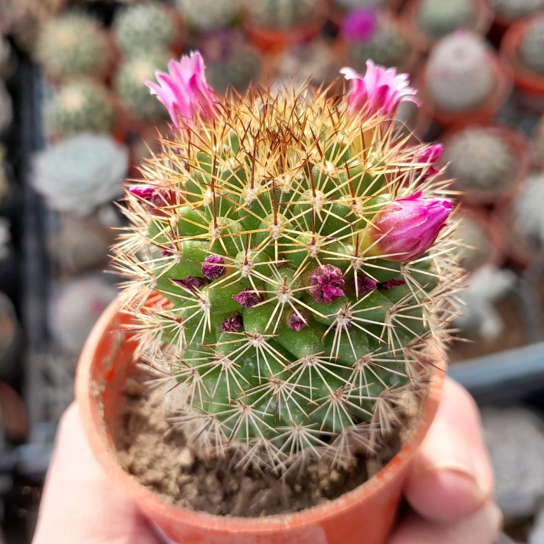 Mammillaria Ernestii