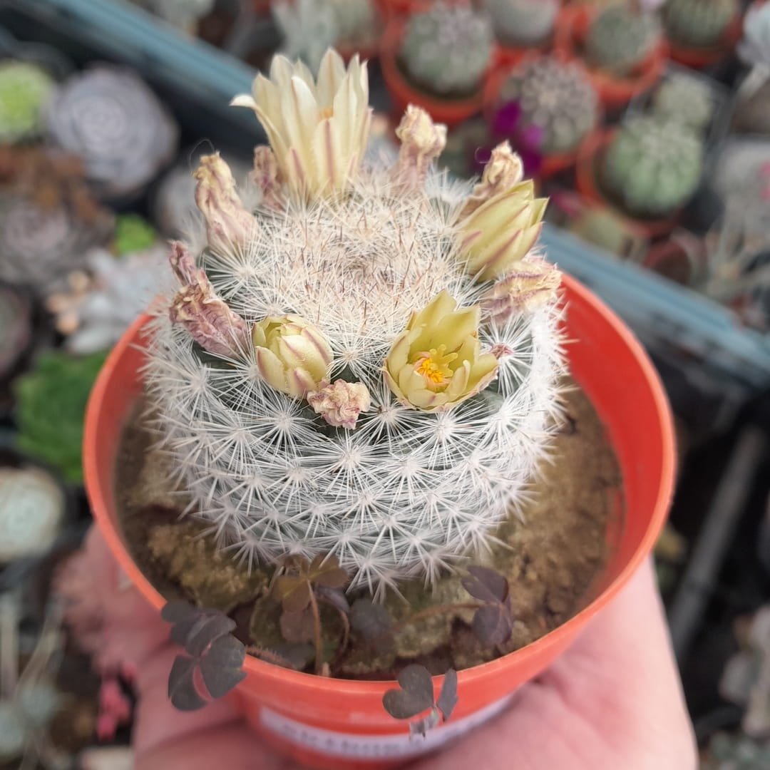 Mammillaria candida