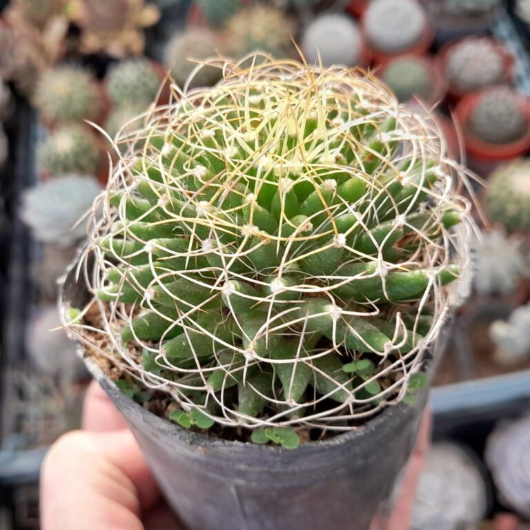 Mammillaria decipiens camptotricha