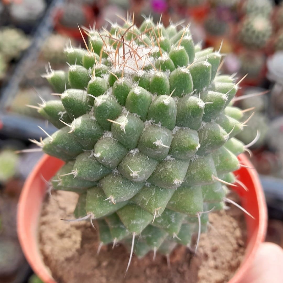 Mammillaria polythele