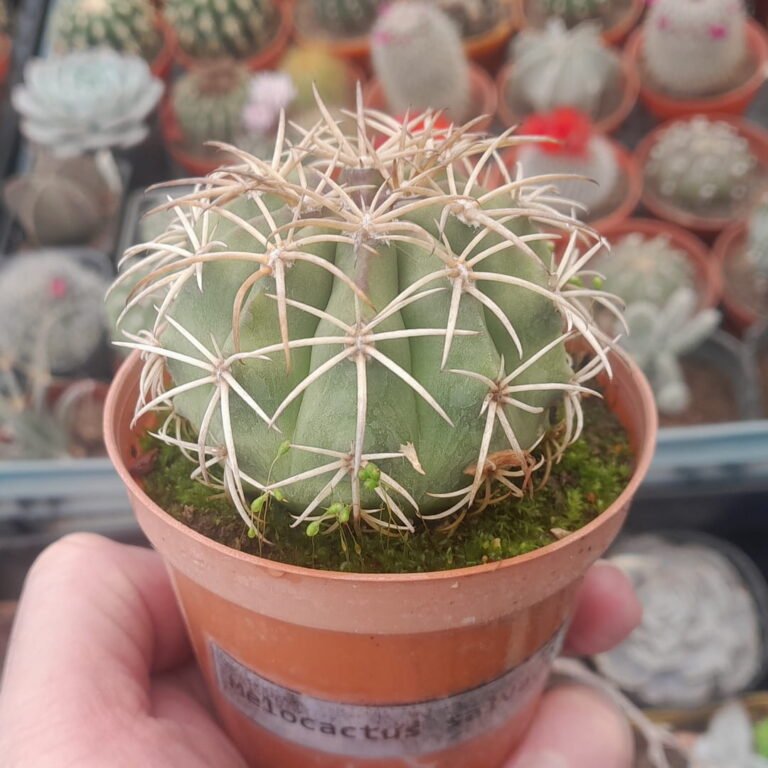 Melocactus salvadorensis