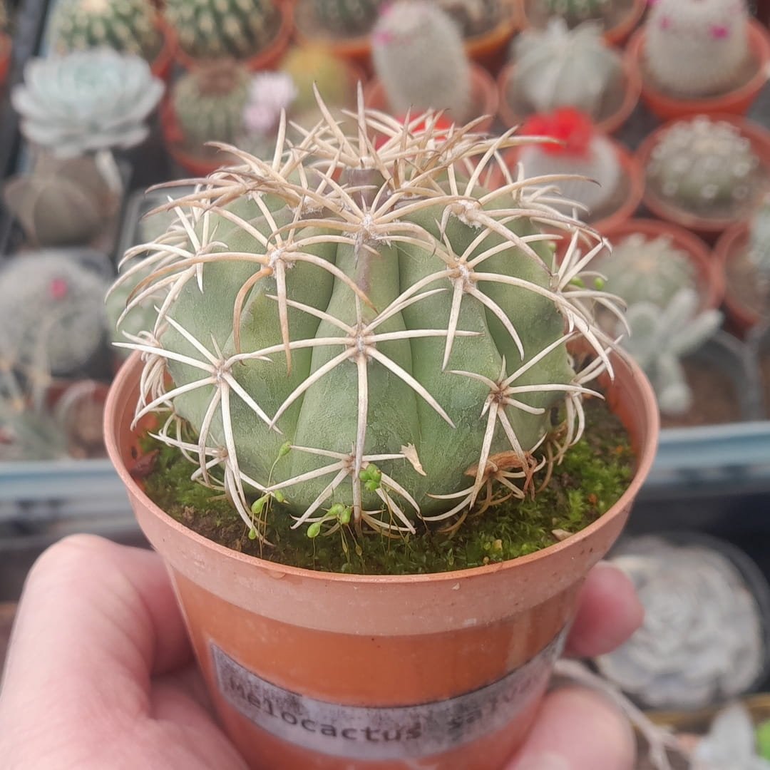 Melocactus salvadorensis