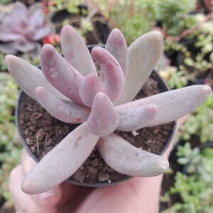 Pachysedum Ganzhou