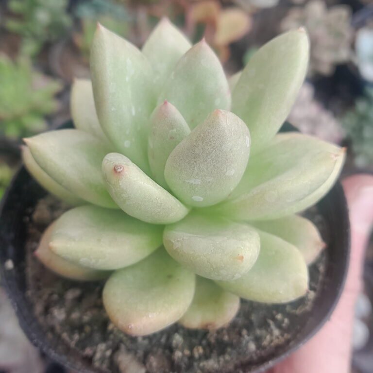 Pachyveria Dr Cornelius