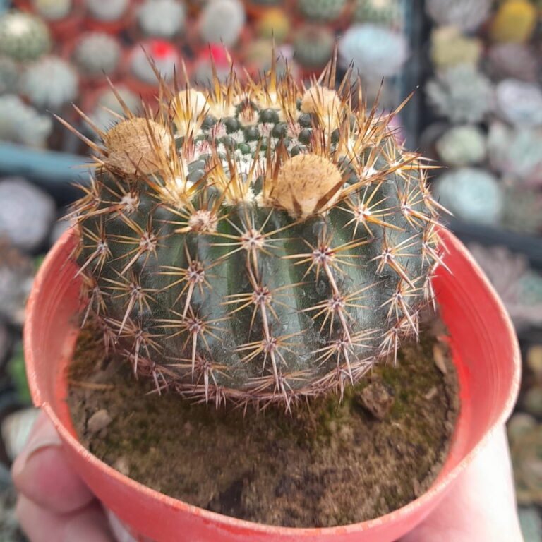 Parodia mammulosa