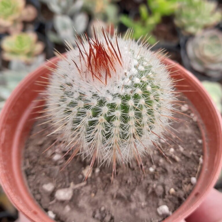 Parodia scopa Rubra