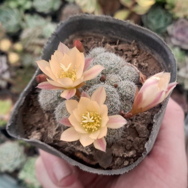Rebutia Sunrise