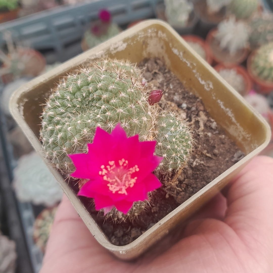Rebutia perplexa