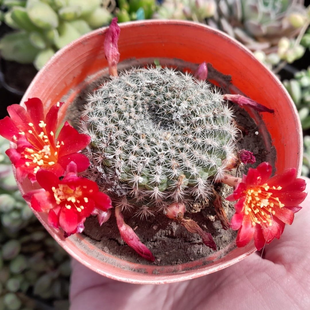 Rebutia wessneriana