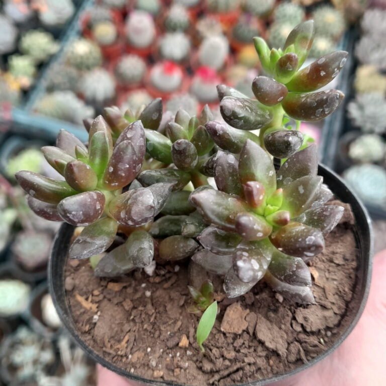 Sedeveria Jet Beads