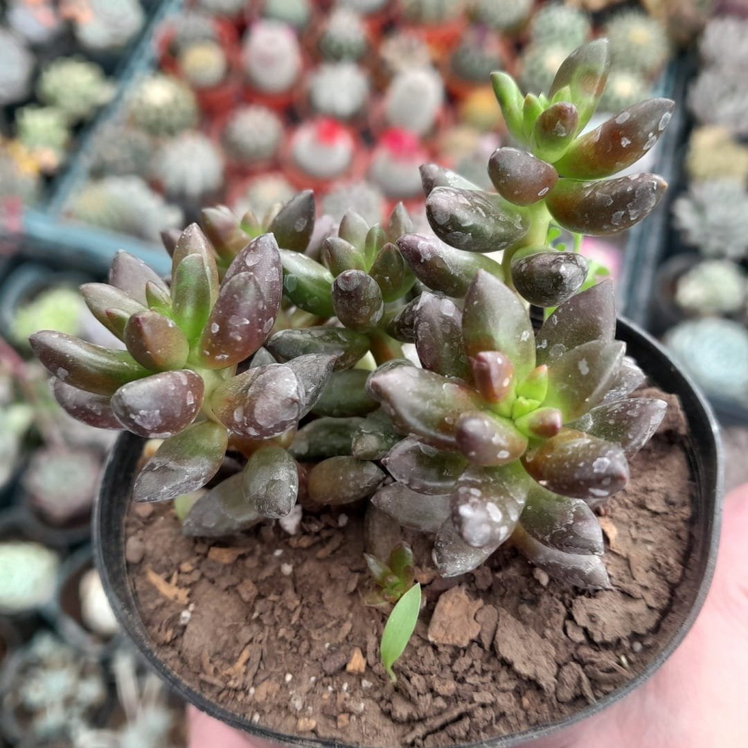 Sedeveria Jet Beads