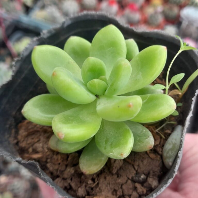 Sedeveria Shangri-La