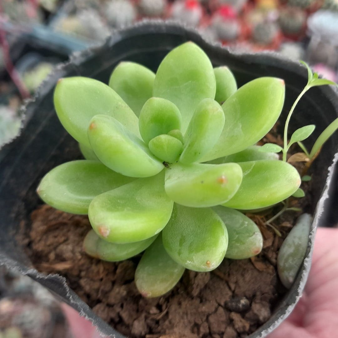 Sedeveria Shangri-La