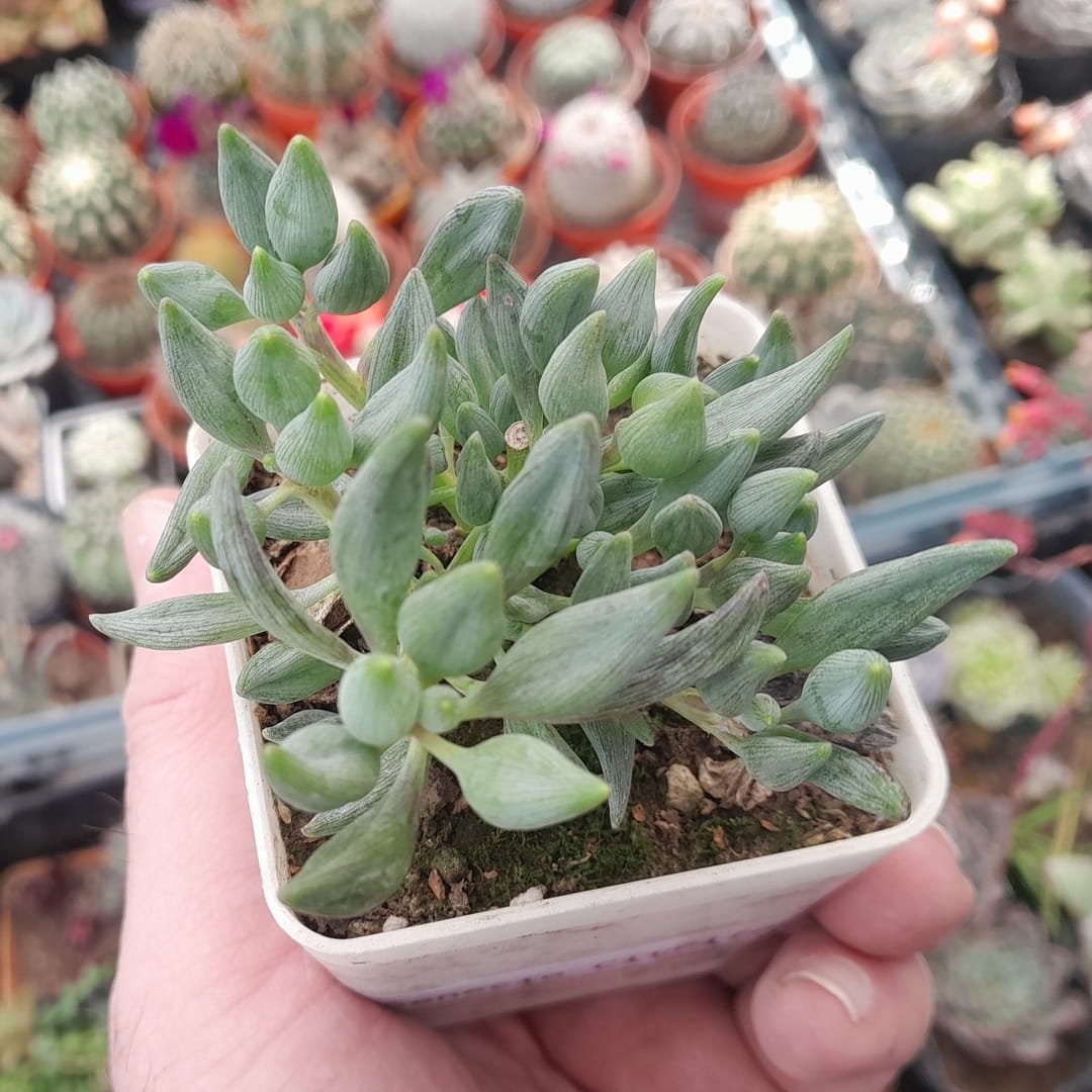 Senecio Citriformis