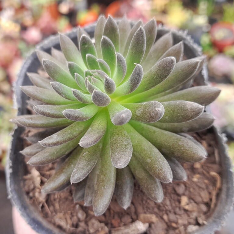 Sinocrassula yunnanensis