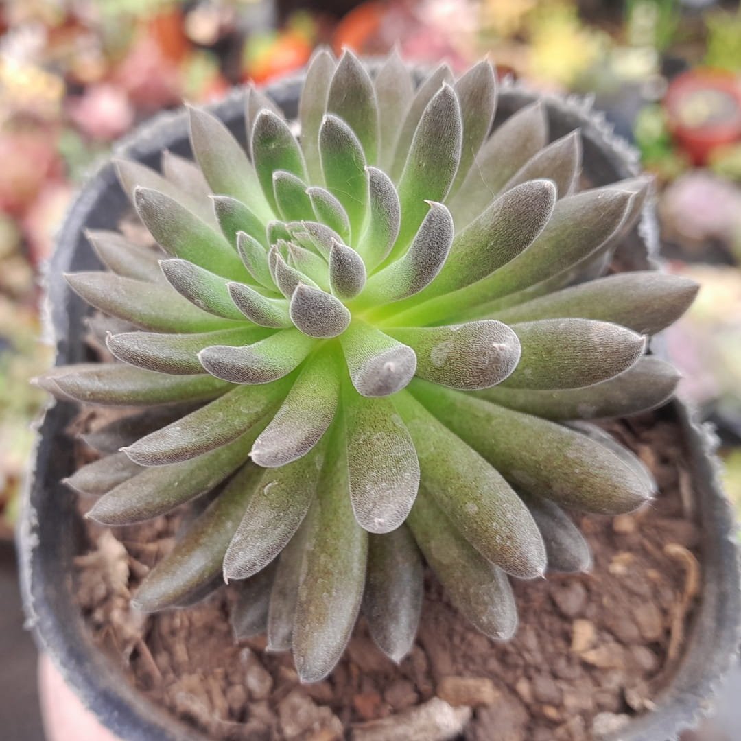 Sinocrassula yunnanensis