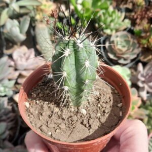 Stetsonia coryne