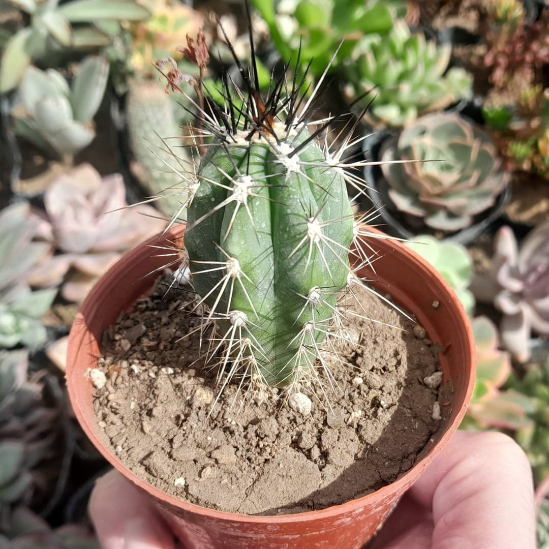 Stetsonia coryne