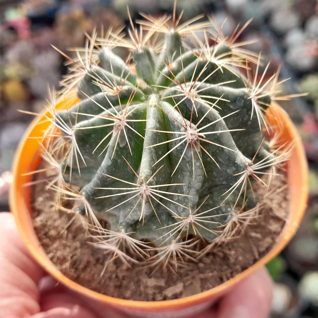 Thelocactus setispinus