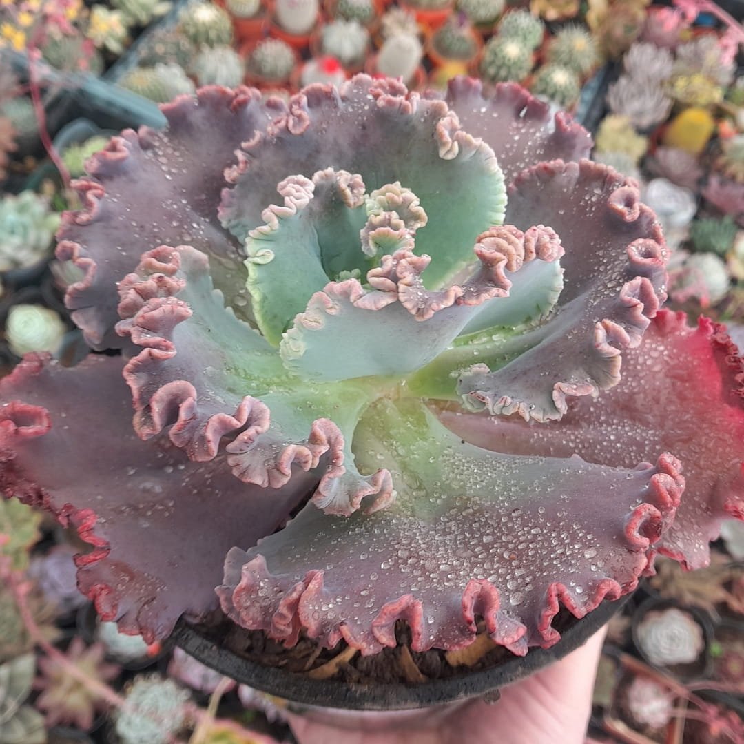 gibbiflora gorgons grotto